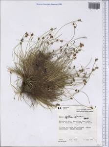 Carex deflexa Hornem., Америка (AMER) (Канада)