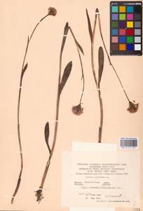 Траунштейнера шаровидная (L.) Rchb., Восточная Европа, Западно-Украинский район (E13) (Украина)