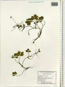 Ranunculus distans Wall. ex Royle, Зарубежная Азия (ASIA) (КНР)