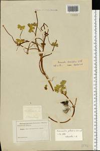 Ranunculus peltatus subsp. peltatus, Восточная Европа, Северо-Западный район (E2) (Россия)