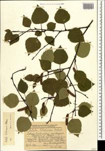 Betula pubescens var. litwinowii (Doluch.) Ashburner & McAll., Кавказ, Северная Осетия, Ингушетия и Чечня (K1c) (Россия)