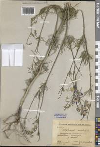 Delphinium consolida subsp. consolida, Восточная Европа, Центральный лесостепной район (E6) (Россия)