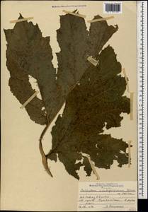 Борщевик Мантегацци Sommier & Levier, Кавказ, Северная Осетия, Ингушетия и Чечня (K1c) (Россия)