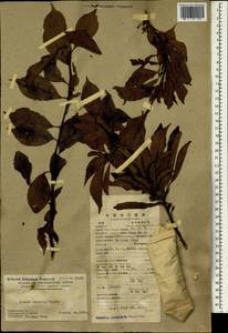 Prunus japonica Thunb., Зарубежная Азия (ASIA) (КНР)