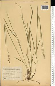 Перловник поникший L., Восточная Европа, Центральный лесостепной район (E6) (Россия)