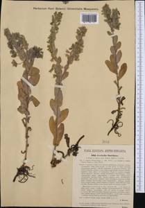 Cerinthe glabra subsp. smithiae (A. Kern.) Domac, Западная Европа (EUR) (Хорватия)
