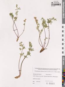 Вздутоплодник волосистый (Turcz. ex Fisch. & C.A.Mey.) Turcz. ex Ledeb., Сибирь, Чукотка и Камчатка (S7) (Россия)