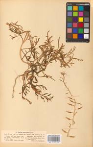 Морская горчица морская Scop., Восточная Европа, Латвия (E2b) (Латвия)