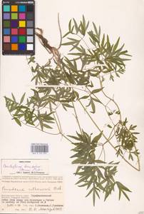 Cenolophium fischeri (Spreng.) W. D. J. Koch, Восточная Европа, Нижневолжский район (E9) (Россия)