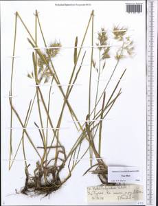 Helictochloa hookeri (Scribn.) Romero Zarco, Средняя Азия и Казахстан, Северный и Центральный Тянь-Шань (M4) (Киргизия)
