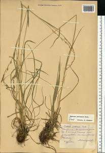 Lolium pratense (Huds.) Darbysh., Восточная Европа, Восточный район (E10) (Россия)