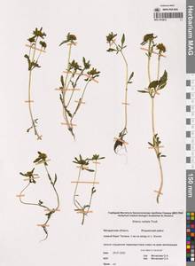 Череда лучистая Thuill., Сибирь, Чукотка и Камчатка (S7) (Россия)