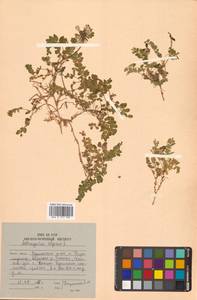 Астрагал альпийский L., Сибирь, Дальний Восток (S6) (Россия)