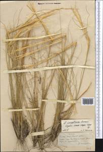 Ковыль сарепский A.K.Becker, Средняя Азия и Казахстан, Муюнкумы, Прибалхашье и Бетпак-Дала (M9) (Казахстан)