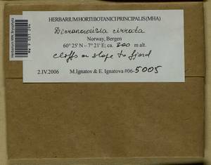 Dicranoweisia cirrata (Hedw.) Lindb. ex Milde, Гербарий мохообразных, Мхи - Западная Европа (BEu) (Норвегия)