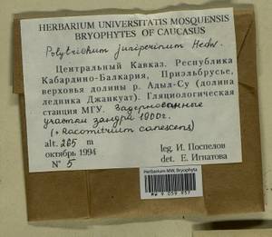 Niphotrichum canescens (Hedw.) Bedn.-Ochyra & Ochyra, Гербарий мохообразных, Мхи - Северный Кавказ и Предкавказье (B12) (Россия)