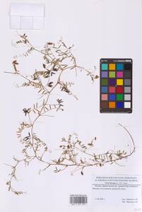 Горошек волосистый (L.) Gray, Восточная Европа, Московская область и Москва (E4a) (Россия)