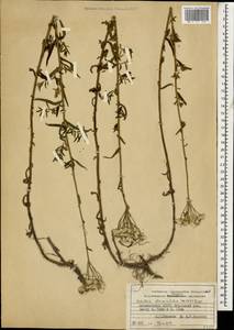 Тысячелистник чихотниколистный (Willd.) Rupr. ex Heimerl, Кавказ, Дагестан (K2) (Россия)