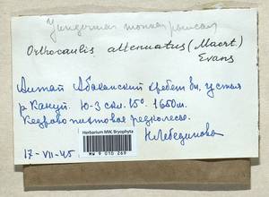 Neoorthocaulis attenuatus (Mart.) L. Söderstr., De Roo & Hedd., Гербарий мохообразных, Мхи - Западная Сибирь (включая Алтай) (B15) (Россия)