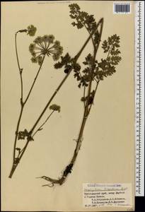 Silphiodaucus hispidus (M. Bieb.) Spalik, Wojew., Banasiak, Piwczyñski & Reduron, Кавказ, Краснодарский край и Адыгея (K1a) (Россия)