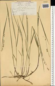 Перловник поникший L., Восточная Европа, Центральный лесостепной район (E6) (Россия)