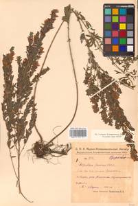 Леспедеца ситниковая (L.f.) Pers., Сибирь, Дальний Восток (S6) (Россия)