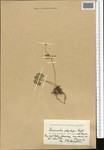 Ranunculus demissus DC., Средняя Азия и Казахстан, Прикаспийский Устюрт и Северное Приаралье (M8) (Казахстан)