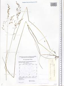 Poa pratensis subsp. pratensis, Сибирь, Дальний Восток (S6) (Россия)