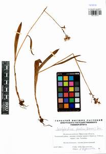 Пальчатокоренник Фукса (Druce) Soó, Сибирь, Прибайкалье и Забайкалье (S4) (Россия)