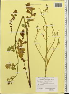 Raphanus raphanistrum subsp. landra (Moretti ex DC.) Bonnier & Layens, Кавказ, Черноморское побережье (от Новороссийска до Адлера) (K3) (Россия)