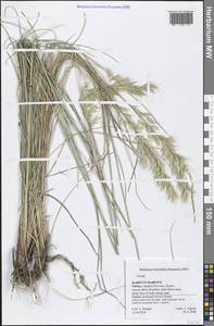 Poaceae, Зарубежная Азия (ASIA) (Турция)