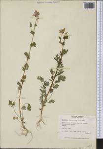Капноидес вечнозеленый (L.) Borkh., Америка (AMER) (Канада)