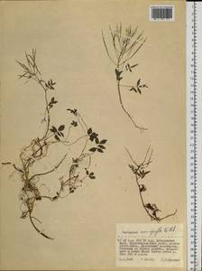 Сердечник крупнолистный Willd., Сибирь, Дальний Восток (S6) (Россия)