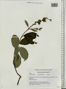 Сирень венгерская J.Jacq. ex Rchb.f., Восточная Европа, Центральный лесной район (E5) (Россия)