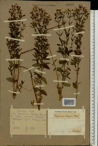 Зверобой изящный Steph. ex Willd., Восточная Европа, Восточный район (E10) (Россия)