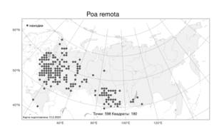 Poa remota, Мятлик расставленный Forselles, Атлас флоры России (FLORUS) (Россия)