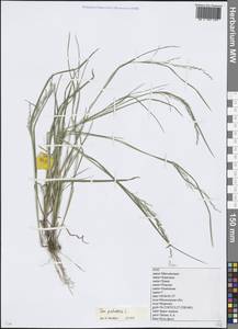 Мятлик болотный L., Восточная Европа, Московская область и Москва (E4a) (Россия)