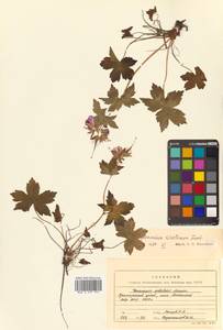 Герань плоскоцветковая Duthie, Сибирь, Дальний Восток (S6) (Россия)