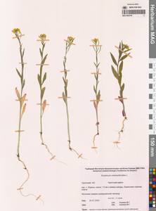 Желтушник левкойный L., Сибирь, Чукотка и Камчатка (S7) (Россия)