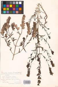 MHA 0 162 065, Rhinanthus serotinus var. vernalis (N. W. Zinger) Janch., Восточная Европа, Эстония (E2c) (Эстония)