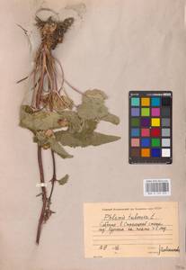 MHA 0 154 223, Зопничек клубненосный (L.) Moench, Восточная Европа, Центральный лесостепной район (E6) (Россия)