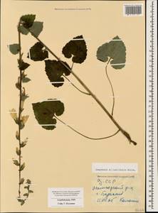 Колокольчик чесночннцелистный Willd., Кавказ, Азербайджан (K6) (Азербайджан)