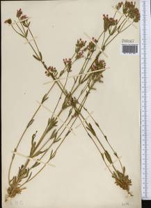 Centaurium erythraea subsp. erythraea, Средняя Азия и Казахстан, Памир и Памиро-Алай (M2)