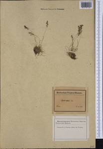 Agrostis alpina Scop., Западная Европа (EUR) (Франция)