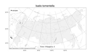 Isatis tomentella, Вайда тонковойлочная Boiss. & Balansa, Атлас флоры России (FLORUS) (Россия)