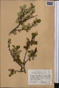 Cotoneaster alatavicus Popov, Средняя Азия и Казахстан, Западный Тянь-Шань и Каратау (M3) (Казахстан)