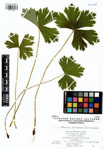 Anemonastrum baicalense (Turcz.) Mosyakin, Сибирь, Прибайкалье и Забайкалье (S4) (Россия)