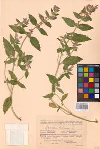 MHA 0 154 284, Пикульник ладанниковый L., Восточная Европа, Западный район (E3) (Россия)