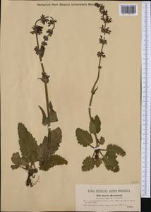 Salvia pratensis subsp. bertolonii (Vis.) Soó, Западная Европа (EUR) (Словения)