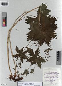 KUZ 000 253, Герань белоцветковая Ledeb., Сибирь, Алтай и Саяны (S2) (Россия)